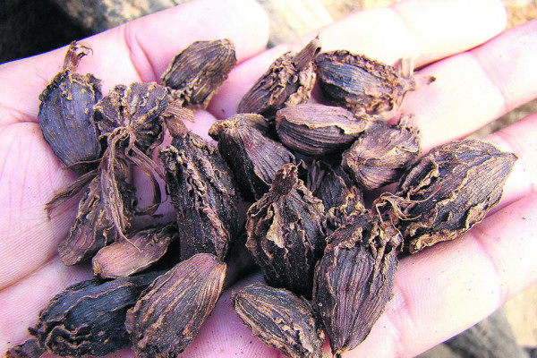 मेची भन्सार:  छ महिनामा सात अर्ब १९ करोडको अलैँची निर्यात