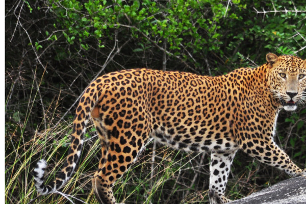 बर्दियामा चितुवाको आक्रमणबाट महिलाको मृत्यु