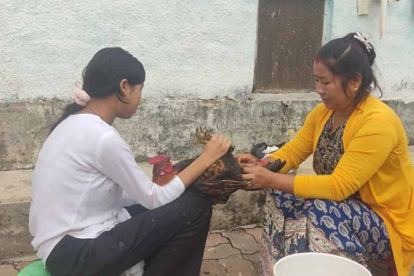 कुखुराको भालेलाई अप्रेसन गरेर बधिया बनाइँदै