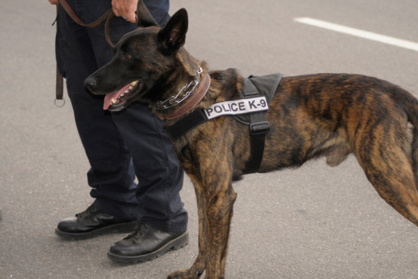 निर्वाचन सुरक्षाका लागि कुकुरसहितको संयुक्त गस्ती