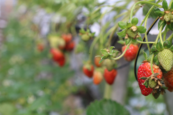 ‘स्ट्रबेरी’ खेतीबाट वार्षिक तीस लाख आम्दानी