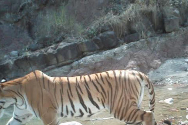 निकुञ्ज क्षेत्रमा पाटेबाघ देखिएपछि स्थानीय त्रसित