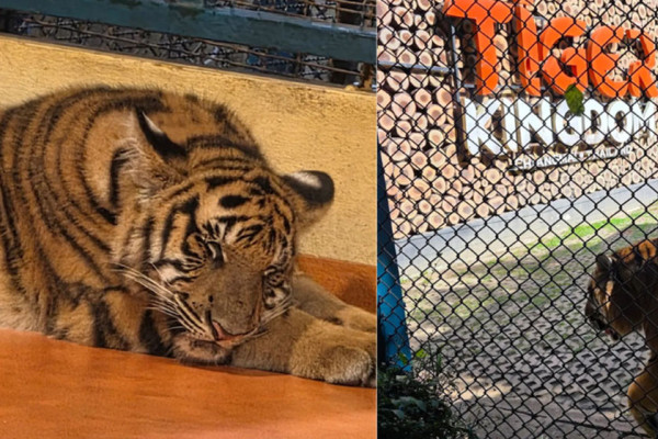 थाइल्यान्डको पार्कमा भाइरसका कारण ७२ वटा बाघको मृत्यु