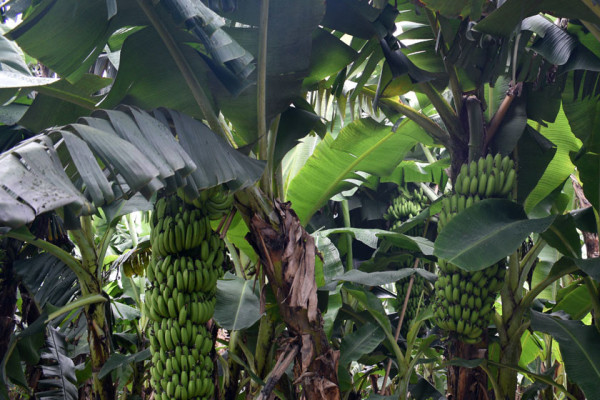 बजारमा केराको अभाव: भाइरस त्रासले रोकियो आयात