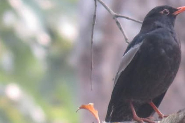 पहाडी वनको ‘मदना चाँचर’ शुक्लाफाँटामा