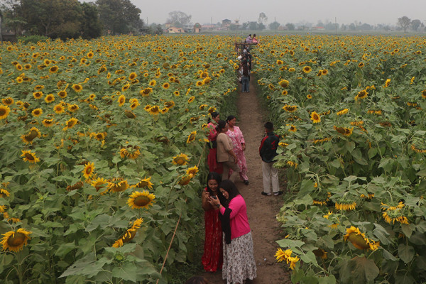 सूर्यमुखी बगानले बढायो कृषि पर्यटन