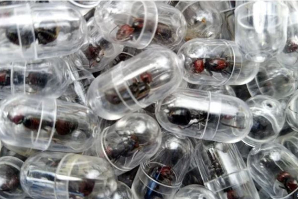 कमिला तस्करी गर्न खोजेको आरोपमा चिनियाँ नागरिक पक्राउ