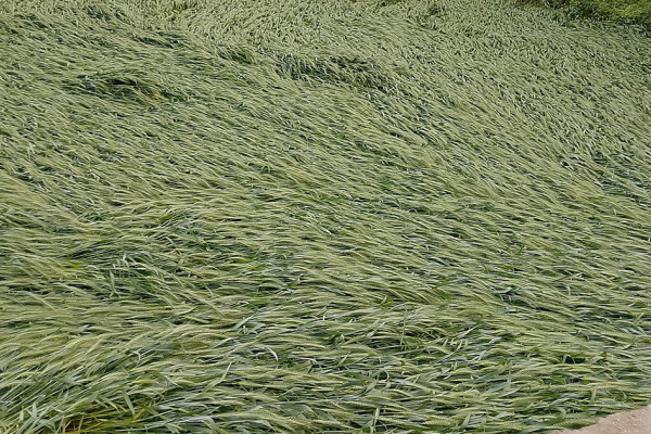 बेमौसमी वर्षाले पश्चिम नवलपरासीमा गहुँबाली नष्ट