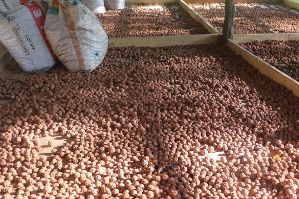 रुद्राक्ष खेतीबाट लाखौँ आम्दानी