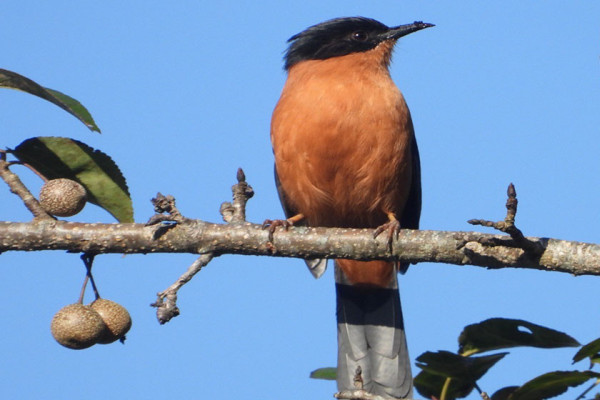 गुल्मीमा चरा प्रजातिको सङ्ख्या ३५५ पुग्यो