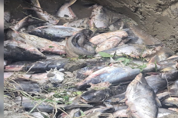 चिसोका कारण पश्चिम नवलपरासीमा माछा मर्न थाले