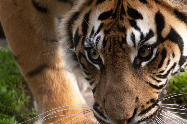 मान्छे मार्ने बाघको क्यामेरा जडान गरेर खोजी