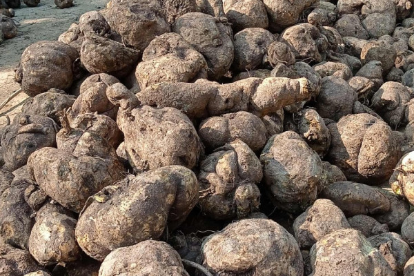 सुर्खेतमा ठुलो परिमाणको जडीबुटी बरामद, एक जना पक्राउ