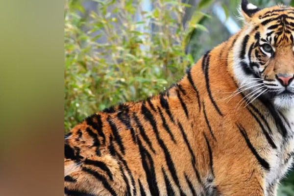 बाँके र बर्दियाका ‘हिंस्रक’ वन्यजन्तु पहिचान गरी नियन्त्रणमा लिइने