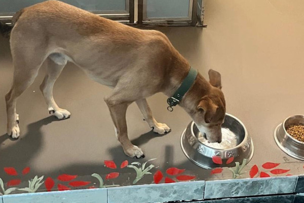 ‘सडकमा छाडिएको कुकुर अमेरिका पुग्यो’