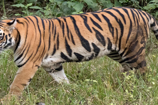 ‘पाटेबाघले दिनहुँ चौपाया मार्न थालेपछि रोजीरोटी नै संकटमा पर्‍यो’