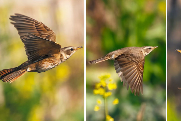 मनोहरा खोलामा देखियो दुर्लभ गेरुमुहार चाँचर