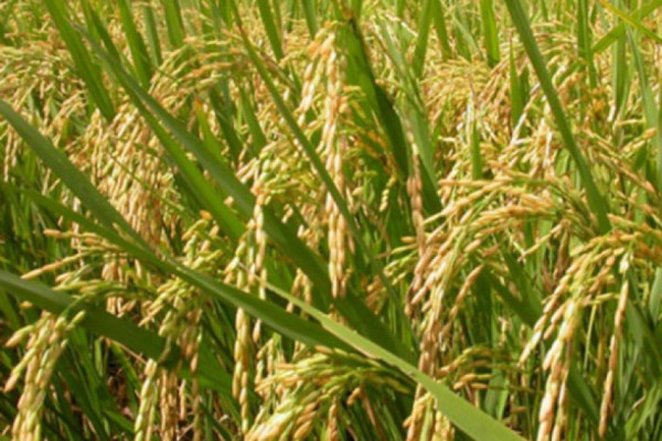 नौ अर्ब मूल्यको धान उत्पादन घट्यो