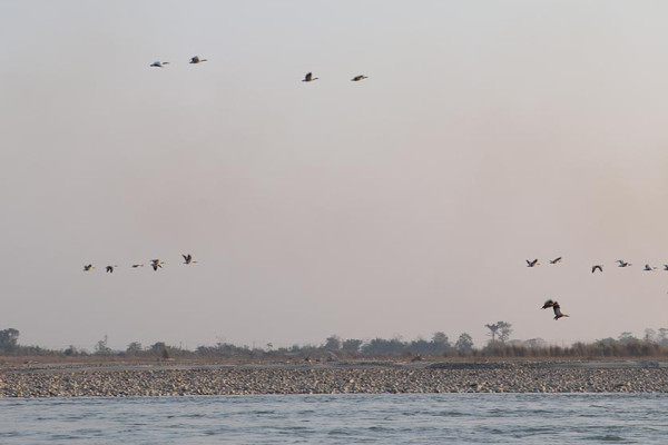 नारायणी नदी आसपासका क्षेत्रमा ४२ प्रजातिका चरा भेटिए