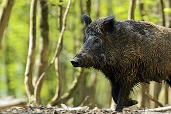बदेलको आक्रमणबाट वृद्धको मृत्यु