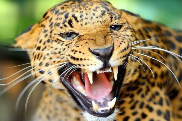 जालीमा फसेको चितुवाको पाँच घण्टापछि उद्धार