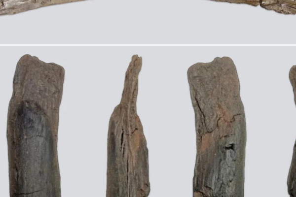 इतिहासकै पुरानो खोज : मानव पुर्खाले चार लाख ३० हजार वर्षअघि बनाएका काठका औजार भेटिए !