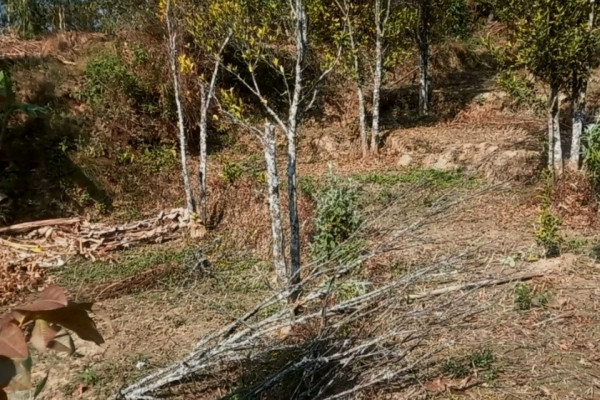 सुन्तलाका बोट सुक्दै गएपछि किसान समस्यामा