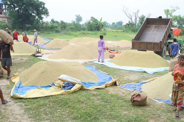 खाद्य कम्पनीले किन्यो १४२ हजार क्विन्टल धान
