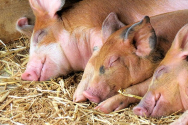 अफ्रिकन ‘स्वाइन फिभर’ बाट तीन सय बङ्गुर मरे, केही किसानको फार्म नै रित्तियो