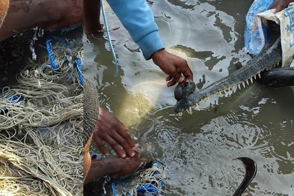 मुखमा जाल अड्किएको घडियालको उद्धार