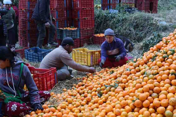 म्याग्दीमा रु ३१ करोड ६० लाखको सुन्तला उत्पादन