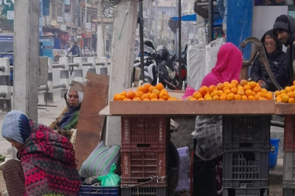 उदयपुरमा सुन्तला उत्पादन र किसानको आम्दानी बढ्यो