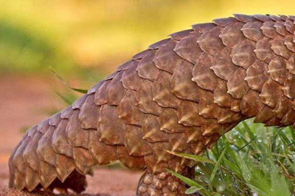 नेपालमै पहिलोपटक सालक सम्मेलन माडीमा सुरु