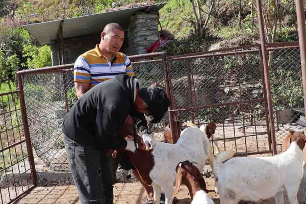 पशुलाई रोगबाट जोगाउन  पूर्णखोप अभियान सञ्चालन