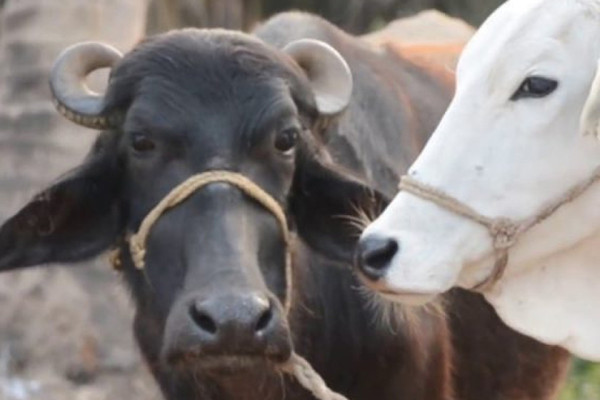 गाईभैँसी खरिद गर्न अनुदान