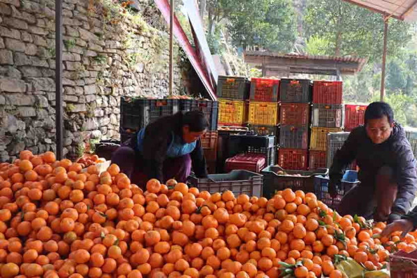 सुन्तला बेचेर २० लाख आम्दानी