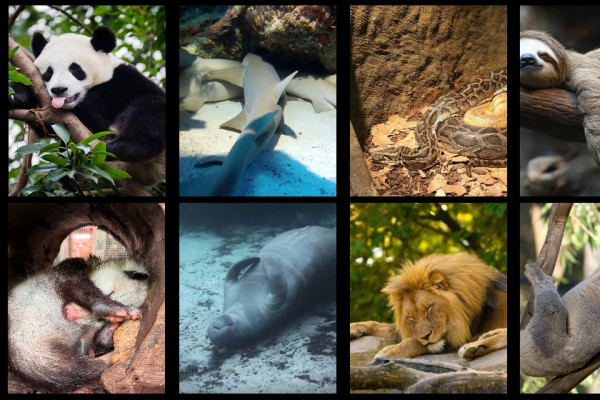 विश्वास गर्नुहुन्छ ? यी १० जनावर दिनको २२ घण्टा सुत्छन् !