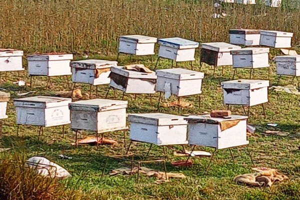 मौरी चराउने पशुपति: चितवनको शक्तिखोरबाट रोल्पा, प्युठान र बर्दघाट हुँदै पुगे कपिलवस्तु