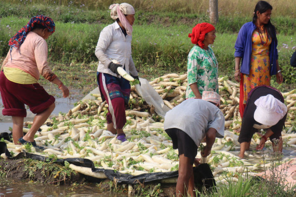 चितवनका मतदाता भन्छन्: हामीलाई रोजगारी देउ, विदेसिनु चाहाना होइन