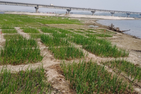 बगरमा लोभलाग्दो प्याजखेती: बालुवाबाटै लाखौँको आम्दानी