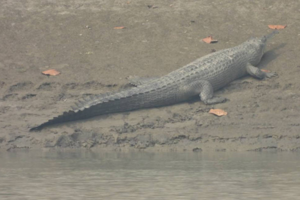 देवघाटमा देखियो घडियाल गोही