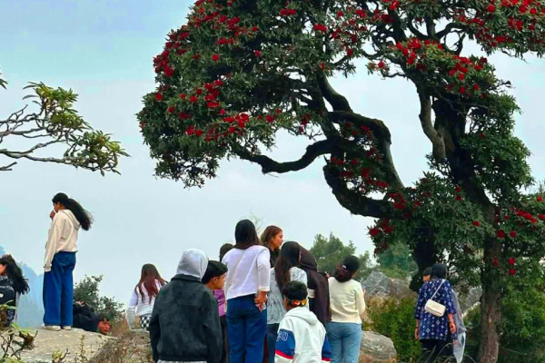 रायराँयकोटमा गुराँस हेर्ने र टिकटक बनाउँनेको भिड