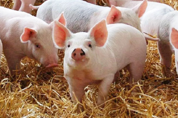 अफ्रिकन स्वाइनले ४६ बङ्गुर मरे, सतर्कता अपनाउन आग्रह