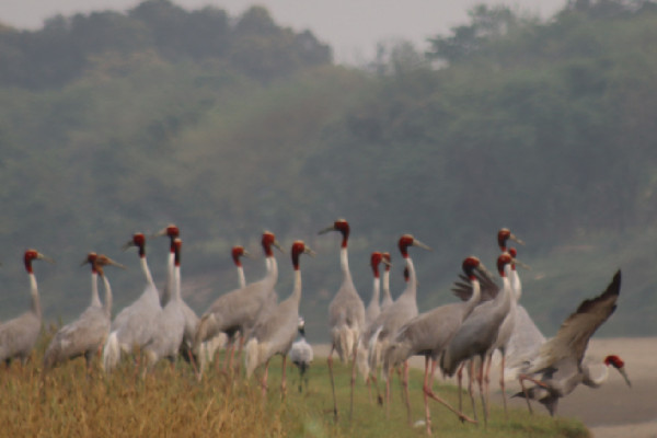 सारसको रोजाइमा लुम्बिनीः स्थानीयको संरक्षणले फस्टाउँदै प्रजननस्थल