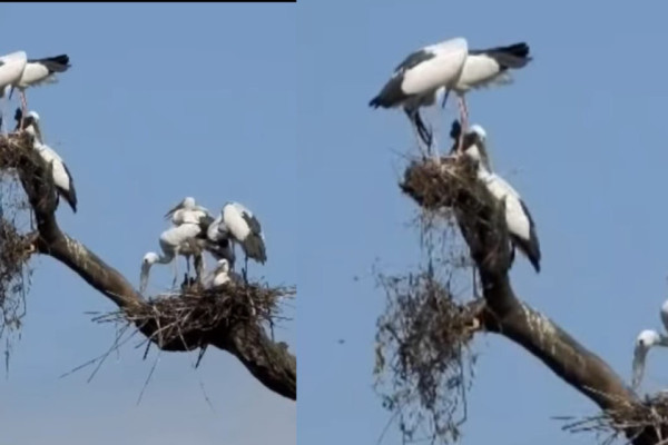 बाटुली पोखरीमा तीन प्रजाति जलचरका ४४० गुँड