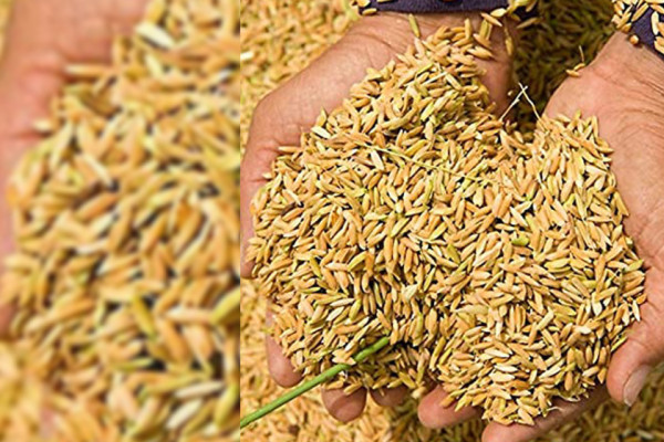 बागलुङमा धान उत्पादन बढ्यो