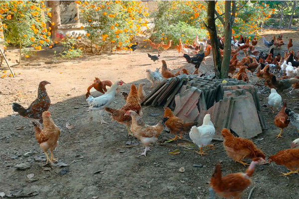 शुक्लाफाँटाका कुखुरा फार्ममा ‘फाउल पोक्स’को सङ्क्रमण