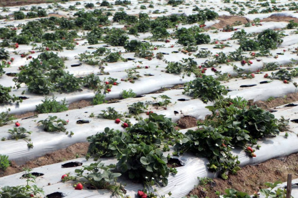 स्ट्रबेरी खेतीले बढायो ‘एग्रो–टुरिजम’को आकर्षण